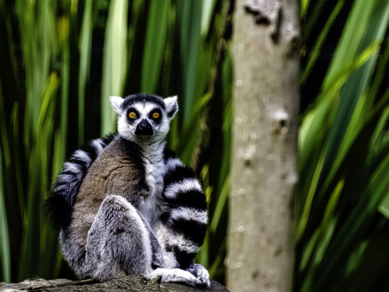 On the Road: Connecting Solutions and Opportunities in Madagascar